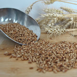 WCM-24 Soft White 5kg Wheat Berries