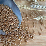 WCM-17 Red Fife 2.5kg Wheat Berries