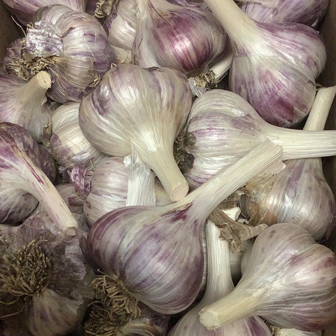 WWG-02 Large Garlic