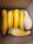 WHC-15 Yellow Zucchini