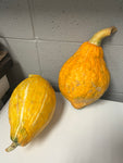 WHC-16 Mother Hubbard Squash