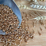 WCM-18 Red Fife 5kg Wheat Berries