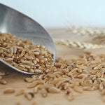 WCM-20 Khorosan 5kg Wheat Berries