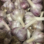 WWG-02 Large Garlic