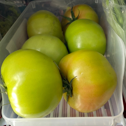 DGH-14 Green Tomato’s Individual Price